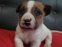 Erkek Jack Russell Maske filmindeki yavru çok tatlı