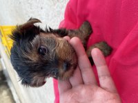 Yorkshire terrier 50 günlük