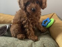 Micro Boy Toy Poodle kızımız yeni yuvasını arıyor