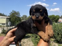 Koca kafa Rottweiler yavruları Burkem‘den