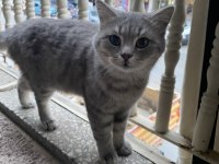British Shorthair 3 Yaşında
