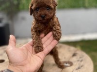 Mini Cep Boy Poodle Yavrularımız