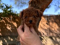 Şecereli ırk ve sağlık garantili toy poodle yavrularımız