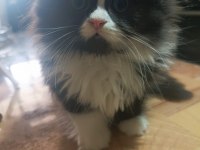 Erkek bi color british longhair