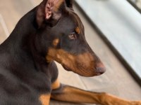Aşılı ve estetikli yavru heykel doberman köpekler