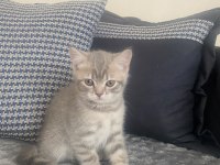British shorthair yavrular