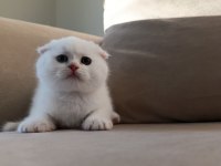 Karbeyaz Ns11 Scottish Fold Yavrusu