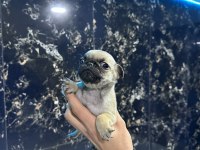 SAFKAN PUG BEBEKLER - IRK VE SAĞLIK GARANTİLİ - BELGELİ