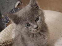 British shorthair erkek yavru