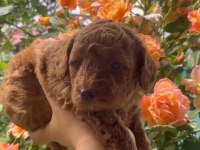 Poodle Yavruları