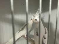 Albino ve heawy sultan papağanı takımlar