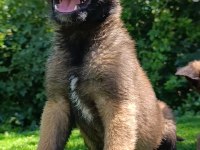 Üst Düzey Safkan Belçika Malinois Bebekler
