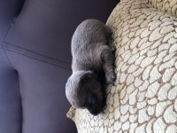 Orjinal eşsiz güzellikte chihuahua yavrularımız