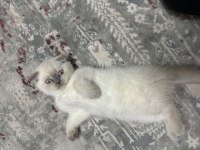 Safkan British shorthair