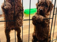 KORE RED BROWN SAFKAN TOY POODLE KÖPEKLER