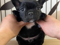 A Kalite Exotik French Bulldog Yavrular