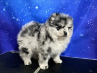 Pomeranian Blue Merle Tr Tek