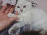 3 Aylık Kendi Kedimin Son Yavrusu