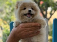 Son erkek pomeranian yavrumuz yeni yuvasına gitmeye hazır