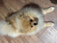 Pomeranian boo ayıcık yüz acil sahiplendirme