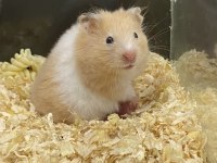81 İLE HAMSTER BİZİMLE GÖRÜŞMEDEN KARAR VERMEYİN