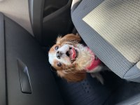 King Charles sahiplendirme