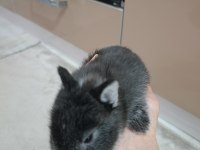 Safkan black otter cüce tavşan yavrular