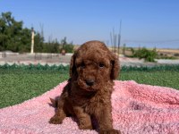 TOY POODLE BEBEKLER