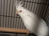 Sevimli Kırmızı Göz Albino Sultan Papağanı
