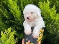 Malti̇poo Bebekleri̇mi̇z
