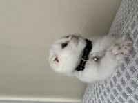 Beyaz Scottish Fold yavrum