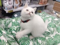 A Kalite british shorthair yavrularımız