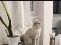 British shorthair oğlum Leon 1.5 yaşında Kısır aşıları tam