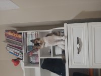 KISIRLASTIRILMIŞ KEDİM SAHİPLENDİRİLECEKTİR