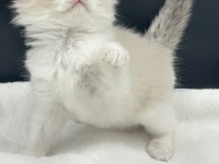 RAGDOLL BEBEKLER REZERVE AÇIK