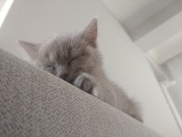Tatlı british shorthair bebekler
