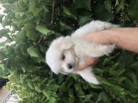 Son Kalan Birinci Sınıf Maltese Terrier Yavrumuz