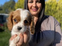 Sağlık ve ırk garantili cavalier king charles yavrularım
