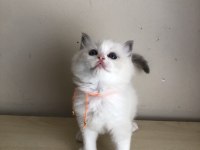 FULL ŞECERELİ RAGDOLL BİCOLOR YAVRULAR