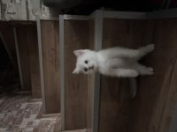 Erkek british shorthair açıklamayı okuyunuz