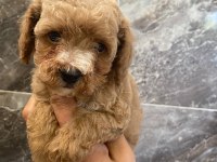 Tea cup toy poodle