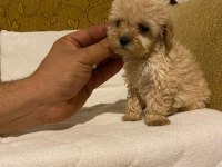 Apricot poodle yavrularımız