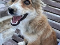 Yavru kırma collie ÜCRETSİZ