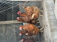 Genç Yumurtlar durumda Atkas Lohman Köy Tavukları