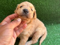 Golden retriever yavrularımız 2 aylık