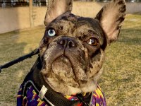 Erkek merle french bulldog 1.5 yaşında çipli