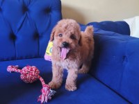 Sevimli Erkek Toy Poodle