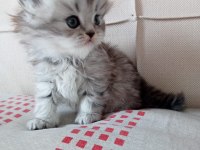 AA kalite mavi gözlü scottish fold yavrular