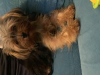 Yorkshire terrier bu kadar ufağı Türkiye de yok