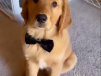 Poncik Golden Retriever Yavrular